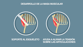 SOPORTE ARTICULAR Y MUSCULAR